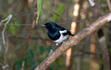 dyal malgache, Shama de Madagascar, Copsychus albospecularis, Madagascar Magpie Robin, Madagascar