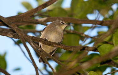 Zostérops des Seychelles,
Zosterops modestus, Seychelles White eye, ile de Mahe, Iles Seychelles