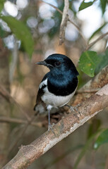 dyal malgache, Shama de Madagascar, Copsychus albospecularis, Madagascar Magpie Robin, Madagascar