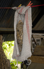 Troglodyte mignon,Troglodytes troglodytes, Eurasian Wren, nid