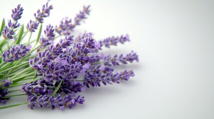 Close-up of lavender flowers bathed in gentle light, capturing natural tranquility