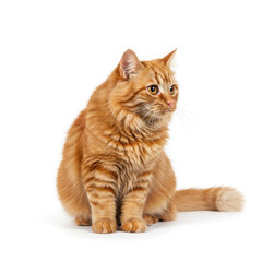 red cat isolated on white background