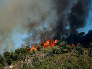 Burning Trees During Intense Wildfire