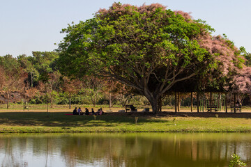 Detalhe de uma árvore enorme do Parque Leolídio Di Ramos Caiado, na cidade de Goiania na região...