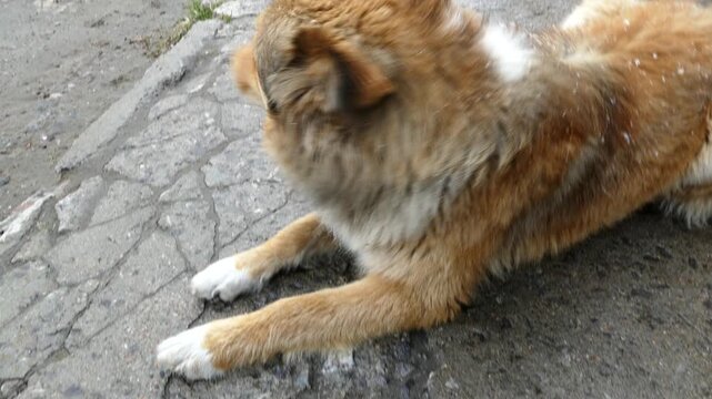 Big red dog on the street, wet sleet falls. Autumn day.