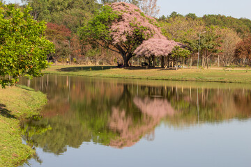 Paisagem bonita do Parque Leolídio Di Ramos Caiado, com congeias floridas, e reflexos na água do...