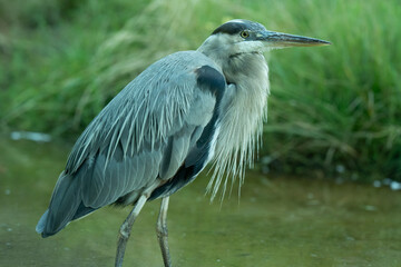 Heron, Grey Heron, Bird, Long Legs, Hunting Bird, Nature, Feathers, Beak, Great Blue Heron, Beautiful Bird, Bird Image, Bird photo