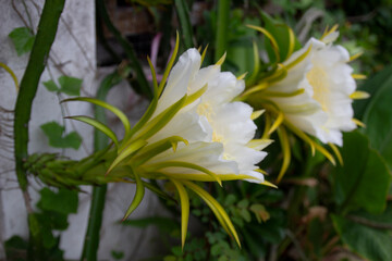 Bright white and yellow dragon fruit flowers blooming.