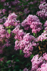 Lilac blossoms bloom vibrantly in a spring garden near a peaceful pathway