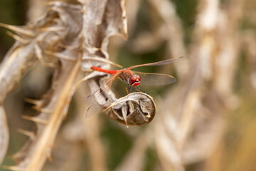 Red dragonfly resting on a dry thistle in nature, Crocothemis erythraea