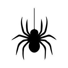 black spider isolated on white background
