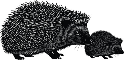 Illustration of two hedgehogs, large and small, detailed spiky fur, black and white vector, wildlife drawing, nature concept, educational art