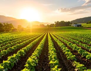 Vibrant Green Farmland at Sunset