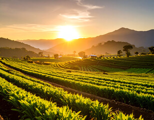 Vibrant Sunset Over Lush Green Tea Plantation Hills