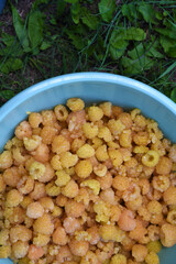 Yellow raspberries in a bowl. Juicy sweet yellow berries.