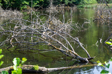 Old branches of a tree lie in the water of a lake