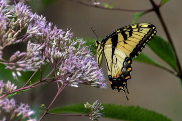 An Eastern Tiger Swallowtail butterfly nectaring on Joe Pye-weed.