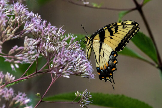 An Eastern Tiger Swallowtail butterfly nectaring on Joe Pye-weed.