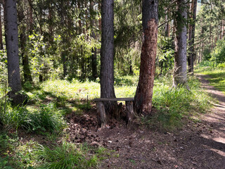 Rustic wooden bench nestled between tall trees in a serene forest, surrounded by lush greenery and...