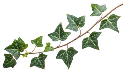 Ivy leaves isolated on white or transparent background