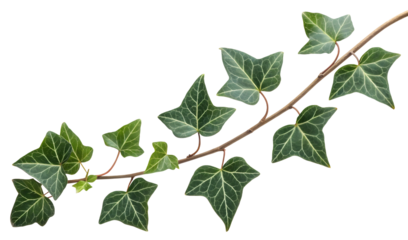 Ivy leaves isolated on white or transparent background