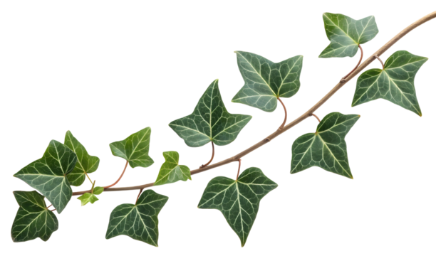 Ivy leaves isolated on white or transparent background