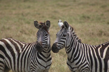 Naklejka premium zebra in the wild