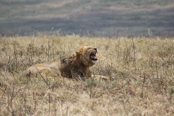 lion in serengeti
