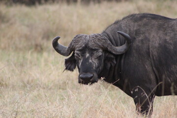 Naklejka premium cape buffalo masai mara kenya