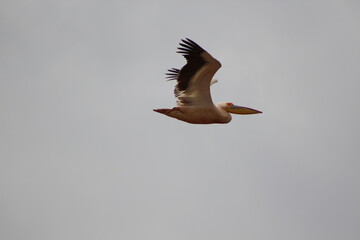 bird in flight