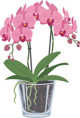 A vibrant illustration showcasing pink orchids in a transparent glass pot, with green leaves.