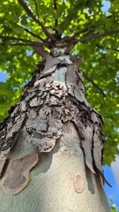 Mighty Tree Trunk: Detailed Bark Texture and Branches Reaching Towards the Sky.