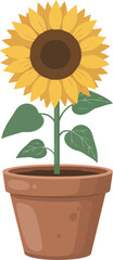 Obraz premium A vibrant sunflower, fully bloomed, stands tall in a terracotta pot, its green leaves extending outwards.