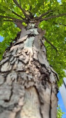 Mighty Tree Trunk: Detailed Bark Texture and Branches Reaching Towards the Sky.