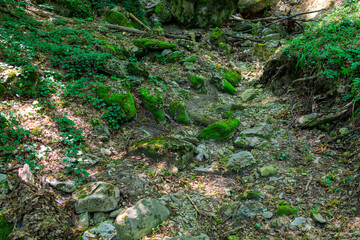 A rocky path with moss growing on it