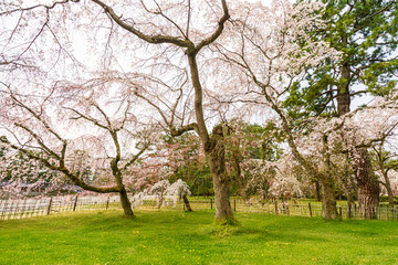 A stunning full-bloom weeping cherry tree highlights springtime in Japan, with delicate pink petals...