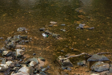 Mallard duck in a rocky river setting with clear water and natural surroundings