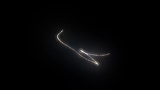 Glowing moving microorganism plankton nematode floating in water on black background illustration animation