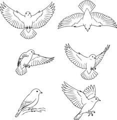 Obraz premium Collection of six detailed line art illustrations depicting birds in various dynamic flight and perched poses