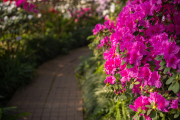 Vibrant pink bushes of azalea flowers