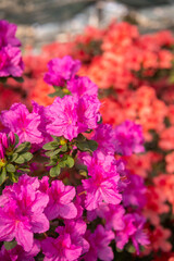 Vibrant pink bushes of azalea flowers