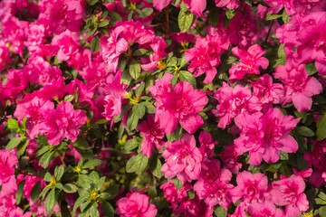 Azalea Flowers in a Greenhouse