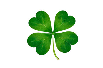 four leaf clover isolated