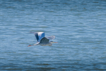 Heron in Flight Above a Calm Water Surface on a Bright Day
