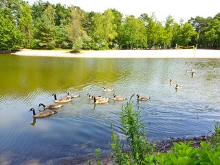 A flock of wild brown  ducks swims along the river along the shore. Trees and nature in Netherlands area. Ducks family are swimming on the lake and enjoying good weather. bridge. 
