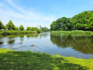A flock of wild brown  ducks swims along the river along the shore. Trees and nature in Netherlands area. Ducks family are swimming on the lake and enjoying good weather. bridge.  © Groen