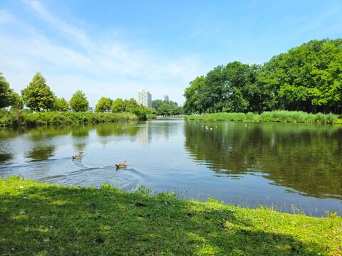 A flock of wild brown  ducks swims along the river along the shore. Trees and nature in Netherlands area. Ducks family are swimming on the lake and enjoying good weather. bridge. 