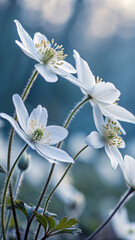 Obraz premium Delicate white anemone blossoms with yellow stamens