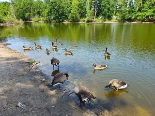 A flock of wild brown  ducks swims along the river along the shore. Trees and nature in Netherlands area. Ducks family are swimming on the lake and enjoying good weather. bridge. 