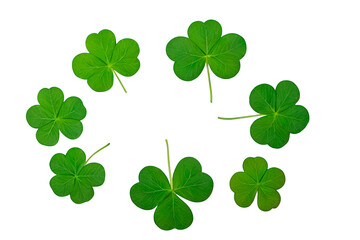 four leaf clover isolated